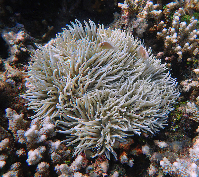 白色的海葵，里面有粉红色的臭鼬小丑鱼(Amphiprion periiderion)